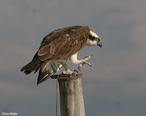  שלך Osprey  Pandion haliaetus                                               עמק בית שאן,אפריל 2007.